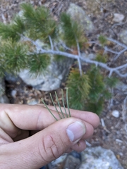 Pinus flexilis