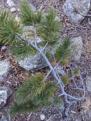 Pinus flexilis
