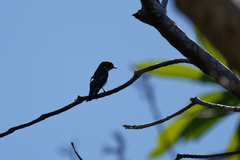 Muscicapa sibirica