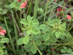 Indigofera erecta