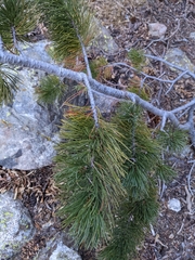 Pinus flexilis