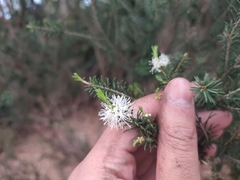 Melaleuca ericifolia