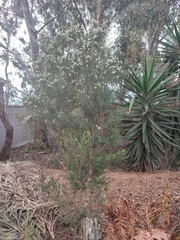 Melaleuca ericifolia