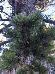 Pinus flexilis
