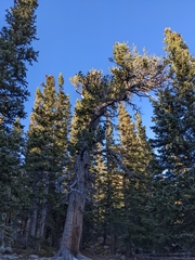 Pinus flexilis