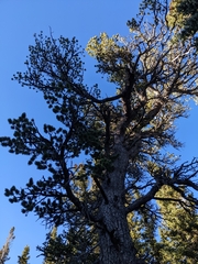 Pinus flexilis