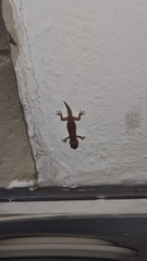 Hemidactylus turcicus
