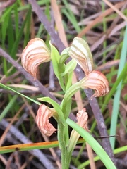 Pterostylis vittata