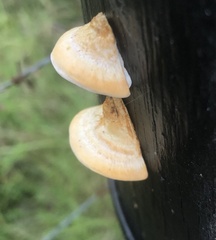 Truncospora ochroleuca