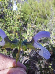 Salvia dentata