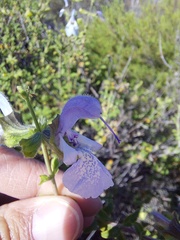 Salvia dentata