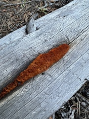 Pycnoporellus alboluteus