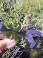 Salvia dentata
