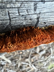 Pycnoporellus alboluteus