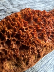 Pycnoporellus alboluteus