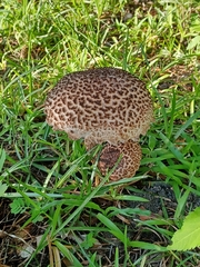 Strobilomyces strobilaceus image