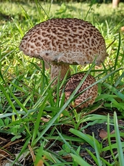 Strobilomyces strobilaceus image