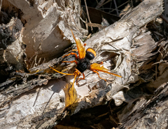 Cryptocheilus bicolor