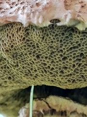 Strobilomyces strobilaceus image