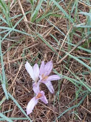 Colchicum lusitanum