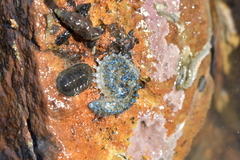 Coscinasterias muricata