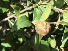 Camellia kissii