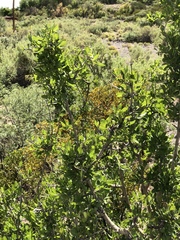 Forestiera pubescens pubescens