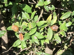 Camellia kissii
