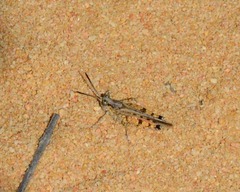 Pycnostictus seriatus