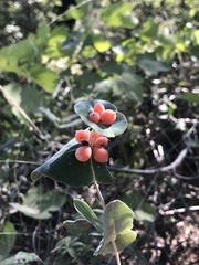 Lonicera implexa