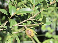 Camellia kissii