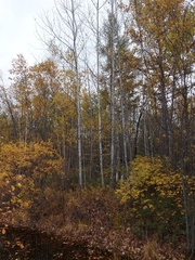 Betula platyphylla