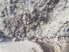 Latrodectus hasselti