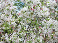 Rhipidura fuliginosa