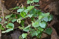 Piper excelsum excelsum