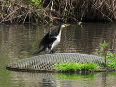 Microcarbo melanoleucos brevirostris