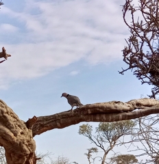 Streptopelia decipiens