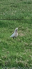 Cacatua