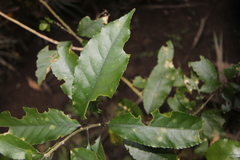 Cephaleuros lagerheimii