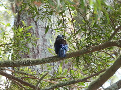 Prosthemadera novaeseelandiae