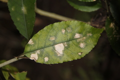 Cephaleuros lagerheimii