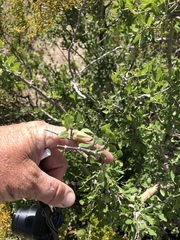 Forestiera pubescens pubescens