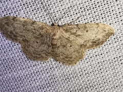 Idaea libycata