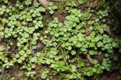 Callitriche muelleri