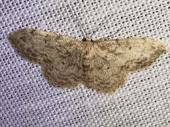 Idaea libycata