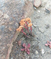 Crassula alpestris