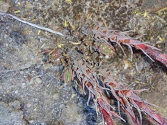 Crassula alpestris