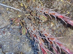 Crassula alpestris