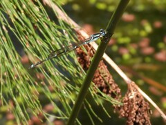 Austrolestes colensonis