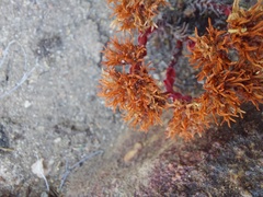 Crassula alpestris